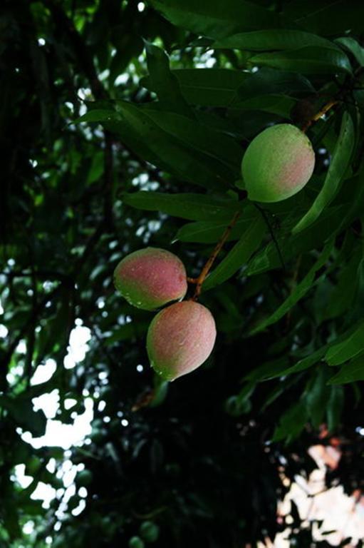 איטה קרה Pousada Sitio Paraiso מראה חיצוני תמונה